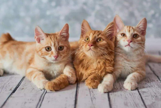 梦见好多猫梦见好多猫是什么意思