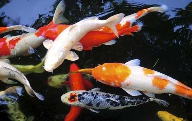 锦鲤风水鱼养几条好