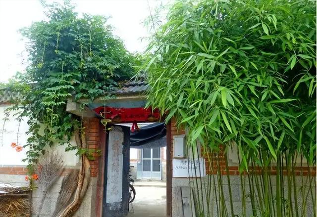 大门口种什么树风水好 大门口种什么树好看