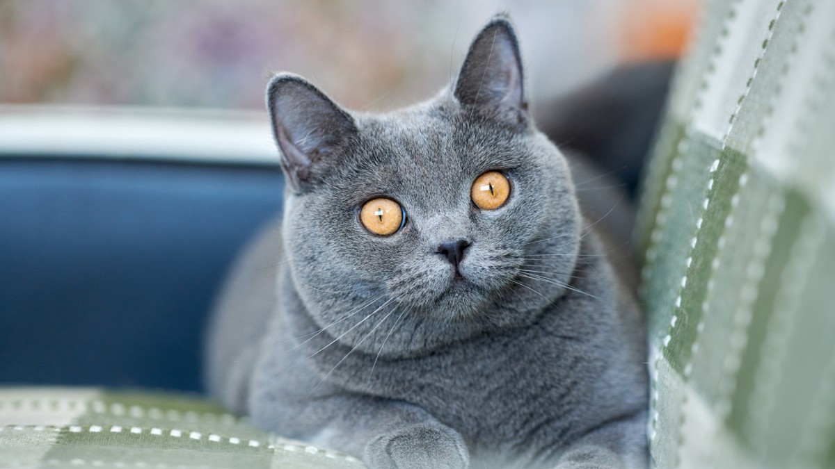 梦见猫是什么意思 晚上做梦梦见猫是什么意思
