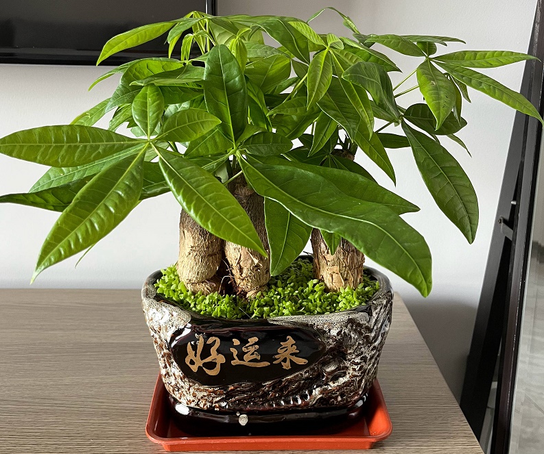 风水植物摆放须知 家里植物摆放风水禁忌